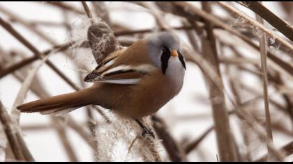 Bıyıklı baştankara
