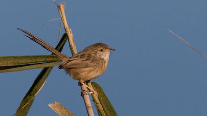 Dikkuyruklu ötleğen