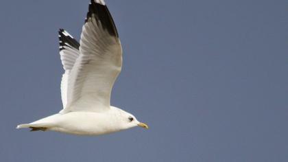 Küçük gümüş martı