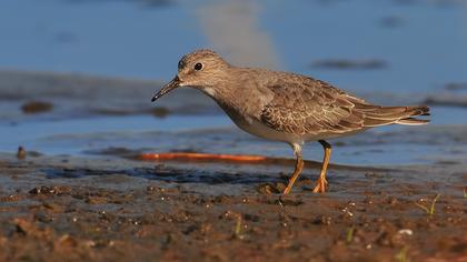 Sarıbacaklı kumkuşu
