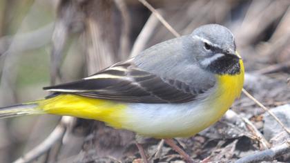 Dağ kuyruksallayanı