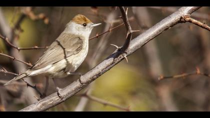Karabaşlı ötleğen