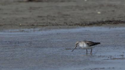 Terek düdükçünü
