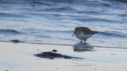 Karakarınlı kumkuşu