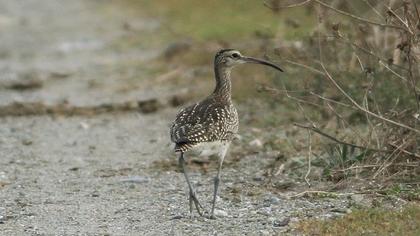 Sürmeli kervançulluğu