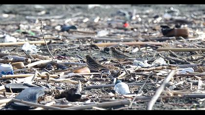 Kızılgerdanlı incirkuşu