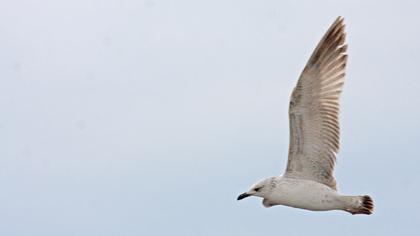 Van gölü martısı