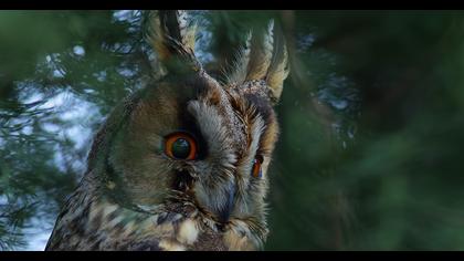 Kulaklı orman baykuşu