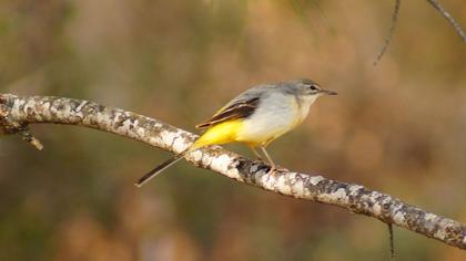 Dağ kuyruksallayanı