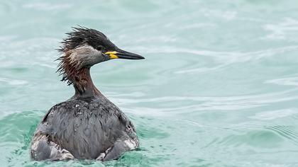 Kızılboyunlu batağan