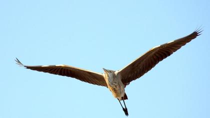 Erguvani balıkçıl