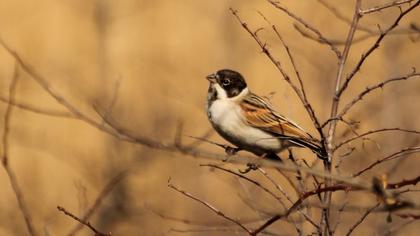 Bataklık Kirazkuşu
