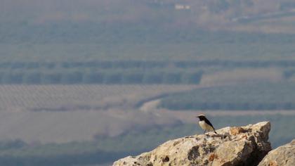 Aksırtlı kuyrukkakan