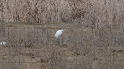 Sığır balıkçılı