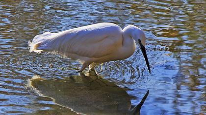 Küçük ak balıkçıl