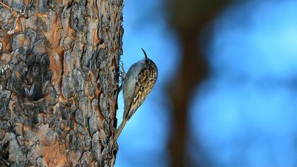 Orman tırmaşıkkuşu