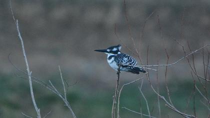 Alaca yalıçapkını