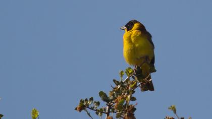 Karabaşlı kirazkuşu