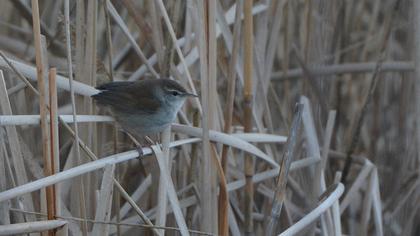 Kamışbülbülü