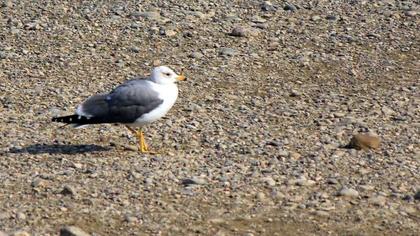 Van gölü martısı
