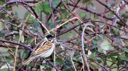 Bataklık Kirazkuşu