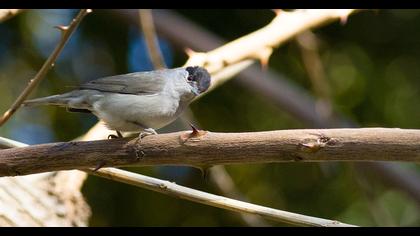 Karabaşlı ötleğen