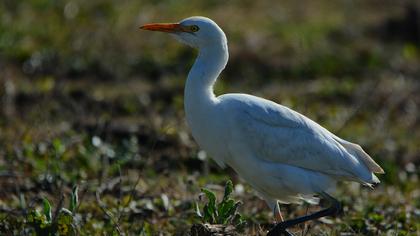 Sığır balıkçılı