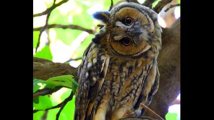 Kulaklı orman baykuşu