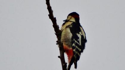 Orman alaca ağaçkakanı