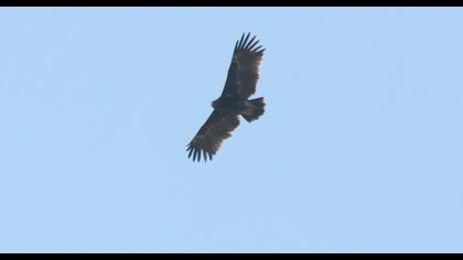 Büyük orman kartalı