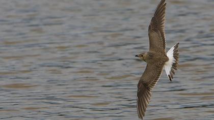 Bataklıkkırlangıcı