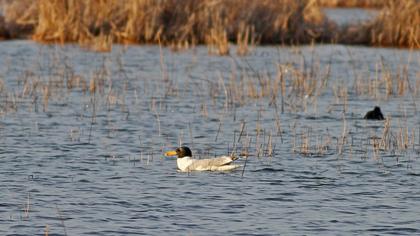 Büyük karabaş martı