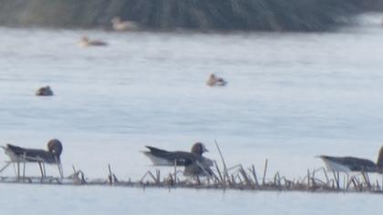 Lesser White-fronted Goose