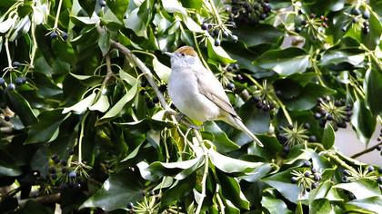 Karabaşlı ötleğen