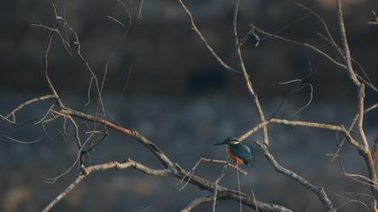 Common Kingfisher