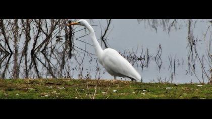 Büyük ak balıkçıl