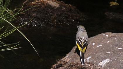 Dağ kuyruksallayanı
