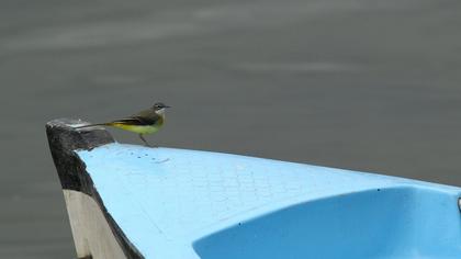 Dağ kuyruksallayanı