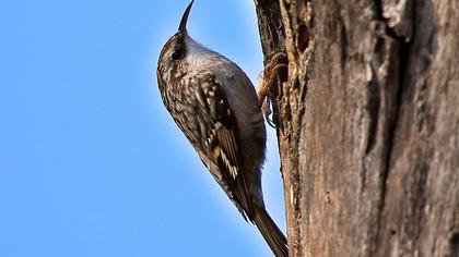 Bahçe tırmaşıkkuşu