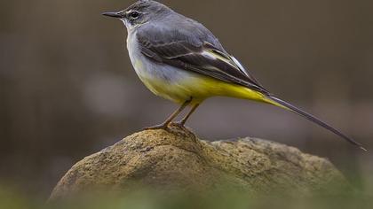 Dağ kuyruksallayanı