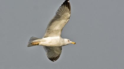 Van gölü martısı