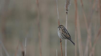 Bataklık Kirazkuşu