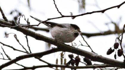 Uzunkuyruklu baştankara