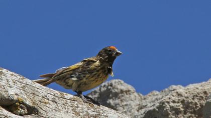 Red-fronted Serin