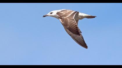 Van gölü martısı