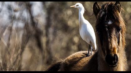 Sığır balıkçılı