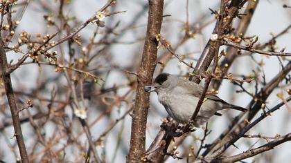 Karabaşlı ötleğen