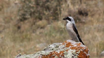 Karaalınlı örümcekkuşu