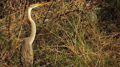 Erguvani balıkçıl