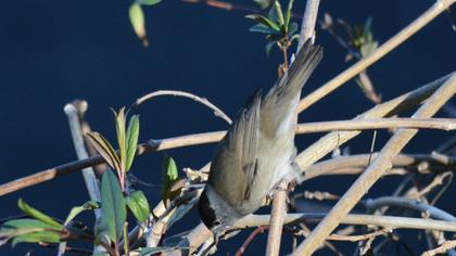 Eurasian Blackcap